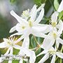 Clematis armandii 'Snowdrift'