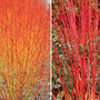 Cornus Winter Duo