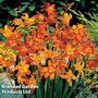 Crocosmia Mix