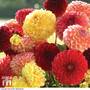 Dahlia variabilis 'Pompone Mixed' - Seeds