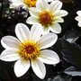 Dahlia 'Happy Days Cream'