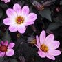 Dahlia 'Happy Days Pink'