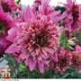 Dahlia 'Mambo'