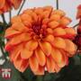 Dahlia 'Labella® Grande Orange Bicolour'