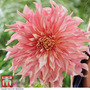 Dahlia 'Penhill Watermelon'