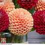 Dahlia 'Cornel Brons'