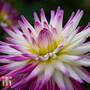Dahlia 'Badger Twinkle'