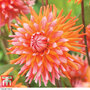 Dahlia 'Orange Turmoil'