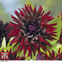 Dahlia 'Nuit d Ete'