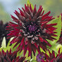Dahlia 'Nuit d Ete'
