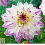 Dahlia 'Ferncliff Illusion' (Giant Tree Dahlias)