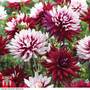 Dahlia 'Rebecca's World'