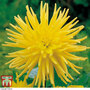 Dahlia 'Yellow Star'