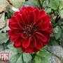 Dahlia 'Dalaya Devi'