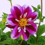 Dahlia 'Fabula'