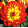 Dahlia 'Lubega Power Yellow-Orange'