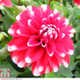 Dahlia Dalina® Maxi Tampico PBR