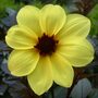 Dahlia 'Mystic Illusion'