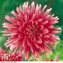 Dahlia 'Park Princess'
