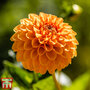Dahlia 'Sylvia'