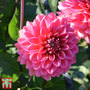 Dahlia 'Salmon Runner'