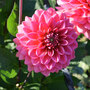 Dahlia 'Salmon Runner'