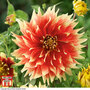 Dahlia 'Bodacious'