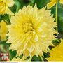 Dahlia 'Wanda's Capella'