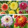 Dahlia 'Dinner Plate' Quintet