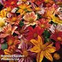 Dahlia variabilis 'Fireworks Mixed' - Easy Grow Seed Range