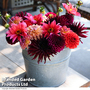 Dahlia 'Purple Fox'