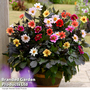 Dahlia 'Bee Party' - Seeds