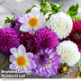 Dahlia 'Berry Sorbet Mix'