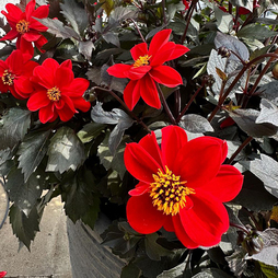 Dahlia 'Black Forest Ruby' - Seeds