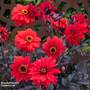Dahlia 'Black Forest Ruby' - Seeds