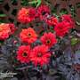 Dahlia 'Black Forest Ruby'
