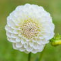 Dahlia 'Boom Boom White'