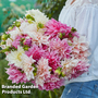 Dahlia 'Cafe au Lait' Collection