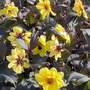 Dahlia hybrid 'Clarion'