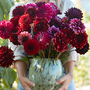 Dahlia 'Dark Bouquet Mix'