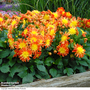 Dahlia 'Dahlina Maxi Fireball'
