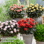 Dahlia 'Double Dreamy? Collection'