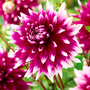 Dahlia Dinner Plate 'Englands Glory'