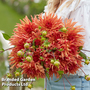 Dahlia 'Erpeler Ley'