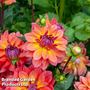 Dahlia 'Fire Pot'
