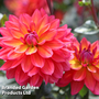 Dahlia 'Fire Pot'