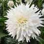 Dahlia 'Fleurel'