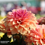 Dahlia 'LaBella Grande Coral'