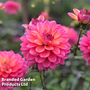 Dahlia 'Great Silence'