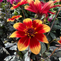Dahlia 'Happy Days Red'